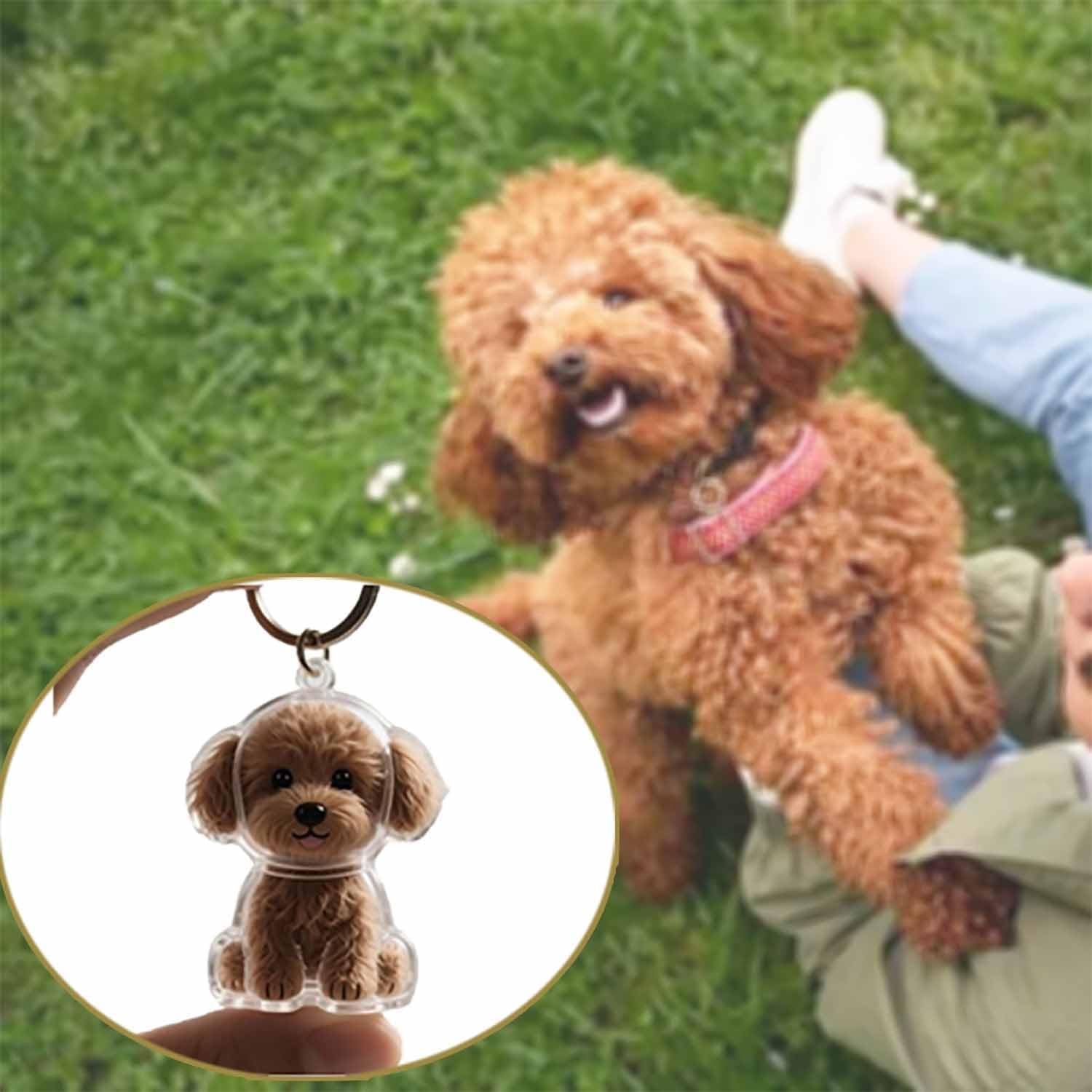 Transparenter Haustier-Gedenka – Pet Supplies Outlet Bewertung und Preis