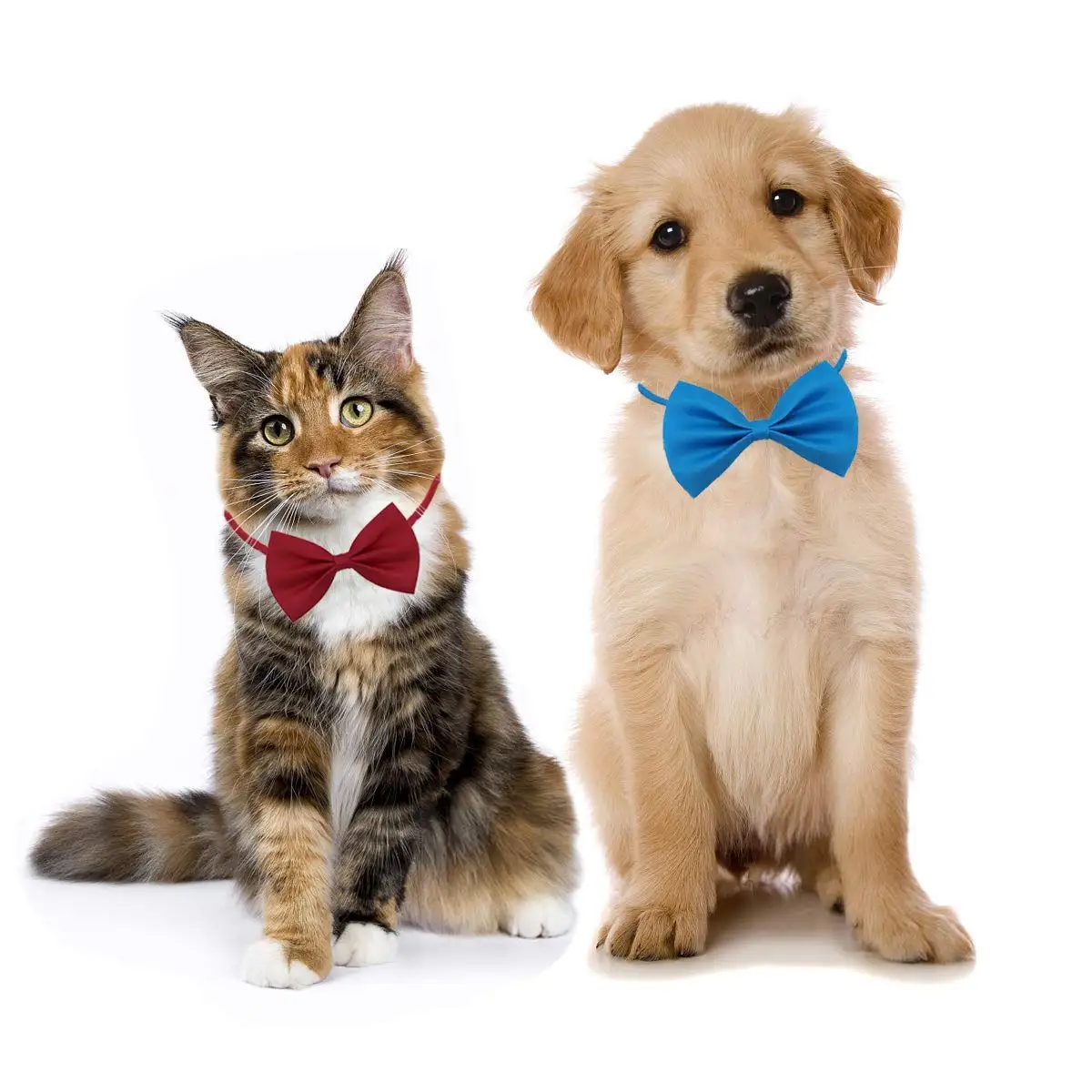 50/100 stücke Hund Bögen Mix F – Pet Supplies Wholesale Bewertung und Preis