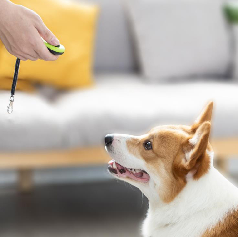 2-in-1-Hunde-Trainings-Clicker – Training Clicker Dog Bewertung und Preis