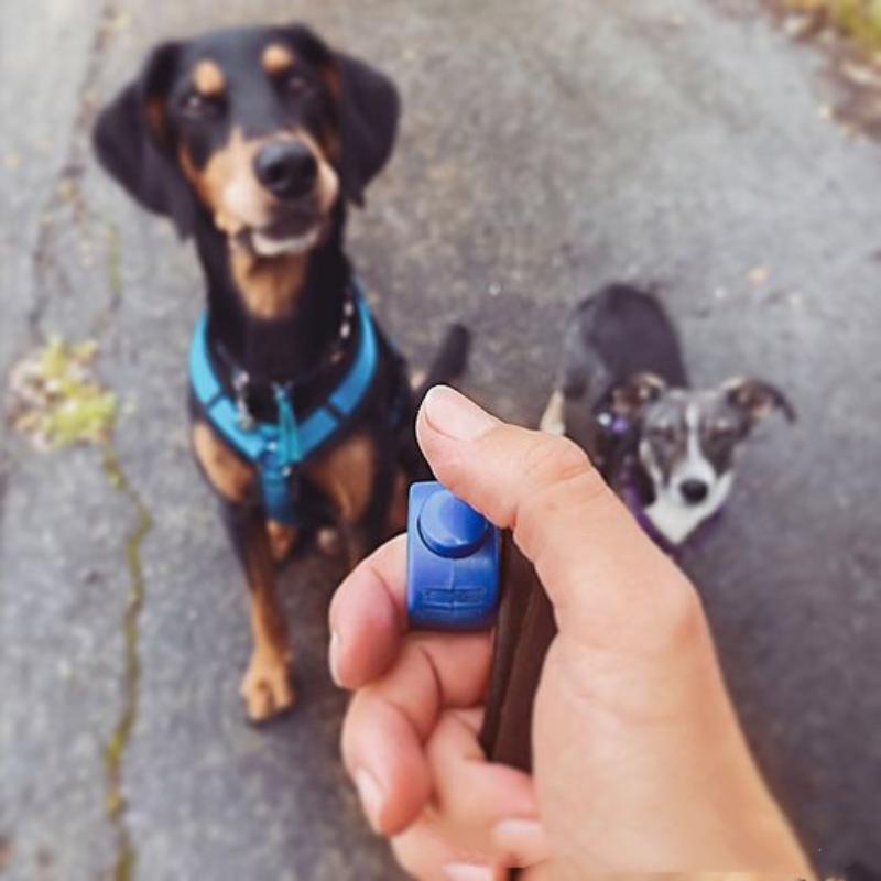 Neuer Ring-Klicker für Haustie – Training Clicker Dog Bewertung und Preis