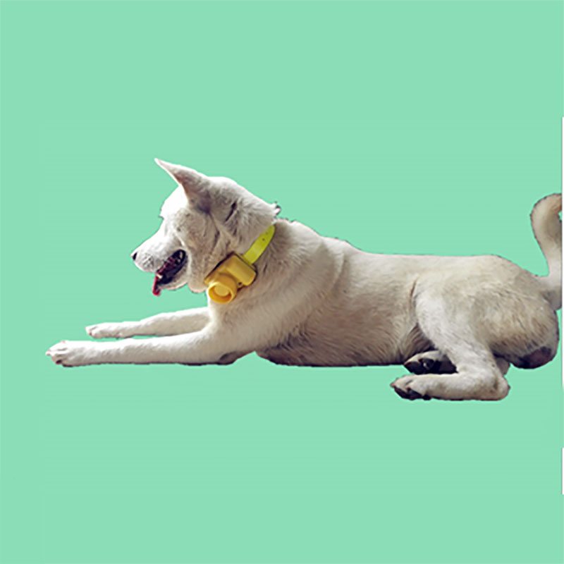 Outdoor wasserdichtes Hunde ha – Training Clicker Dog Bewertung und Preis